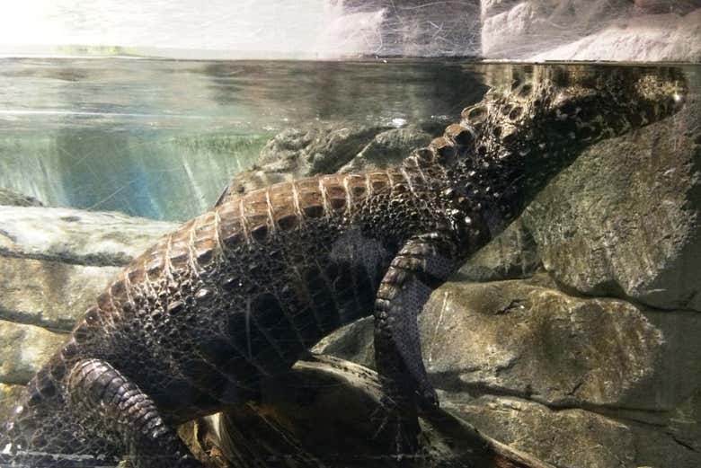 Caïman de Cuvier à l’Aquarium de Séville 