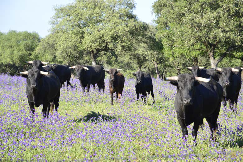 Découvrez Campo Bravo à Séville